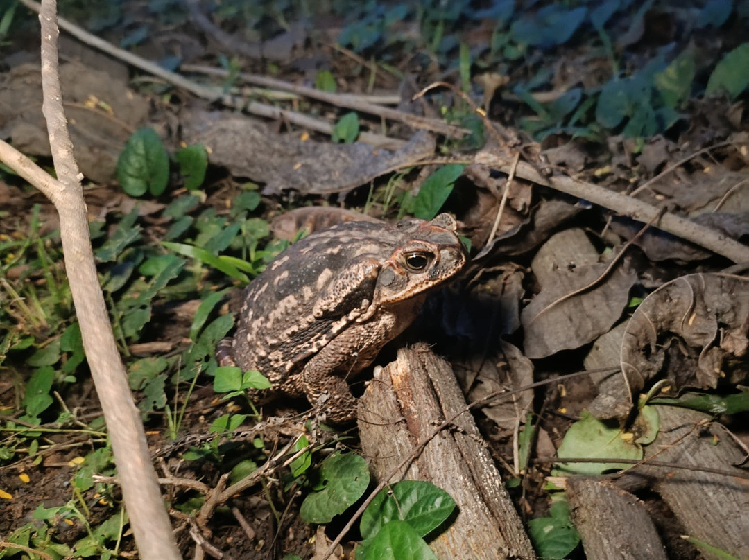 Finca Cacarachi-San Ignacio de Velasco必去景点