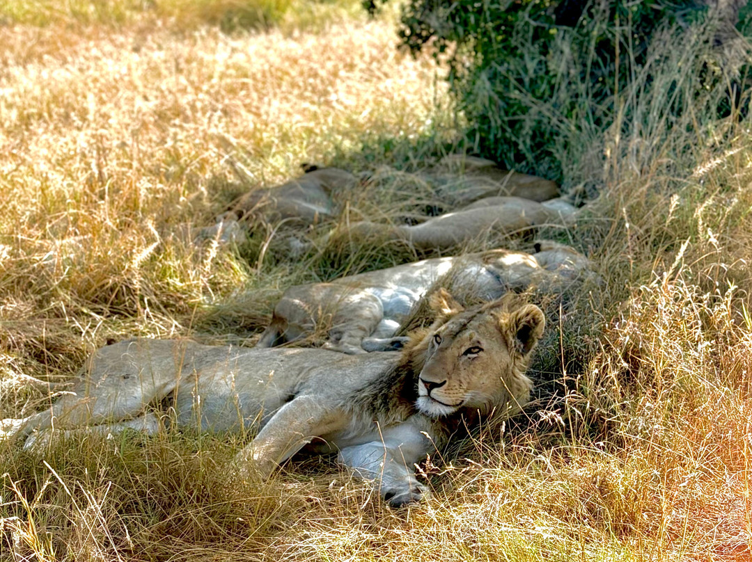 Seremara Safaris景点图片