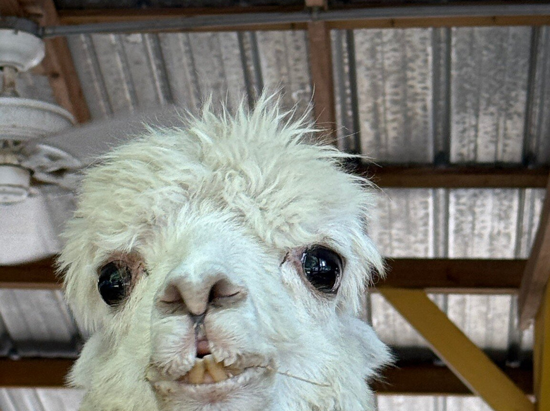 Horse Power for Kids & Animal Sanctuary-坦帕必去景点