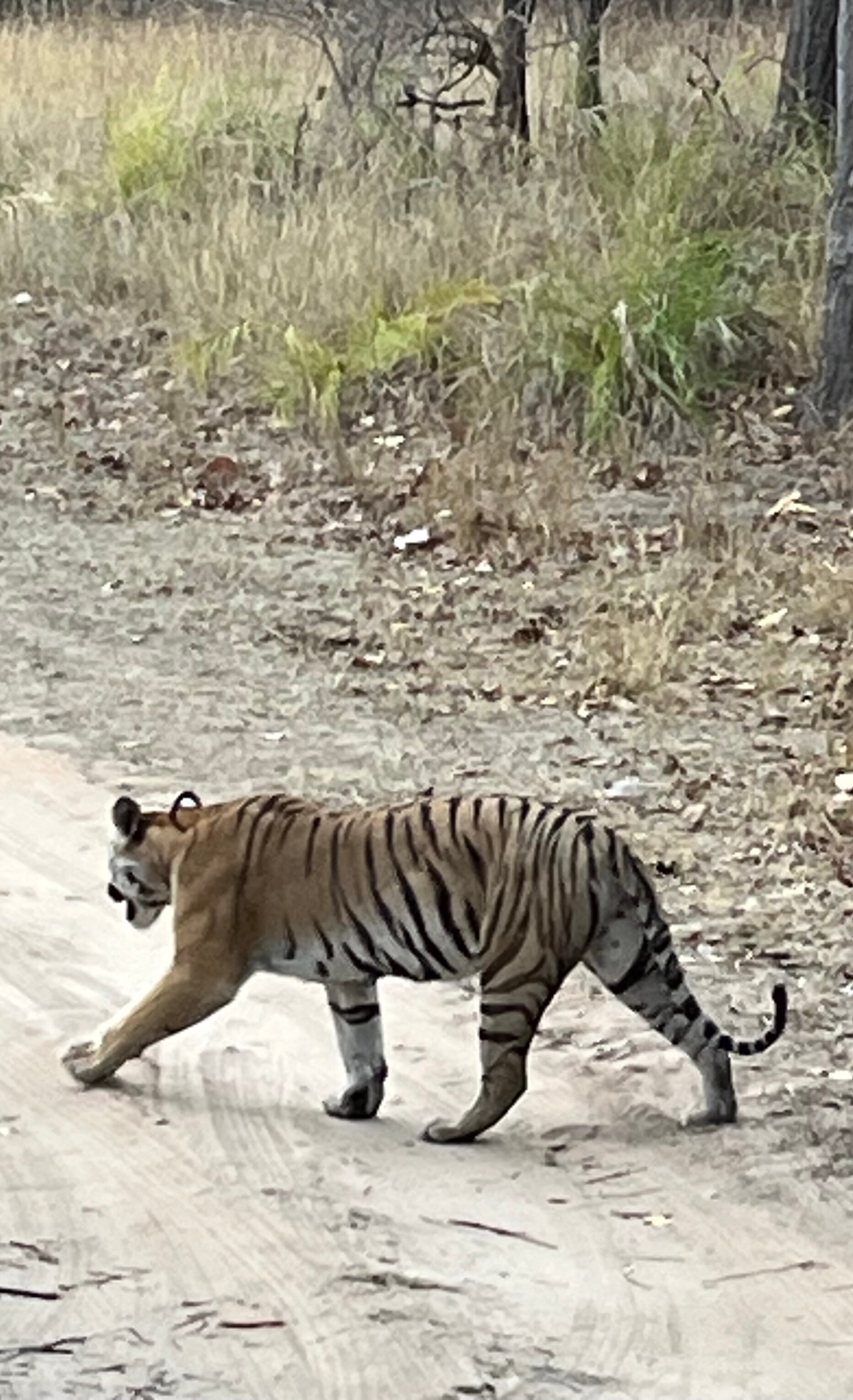Aranyak Resort Bandhavgarh-官方
