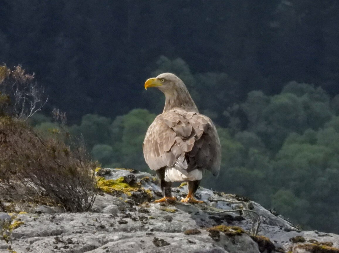 Loch Shiel Cruises-Glenfinnan必去景点