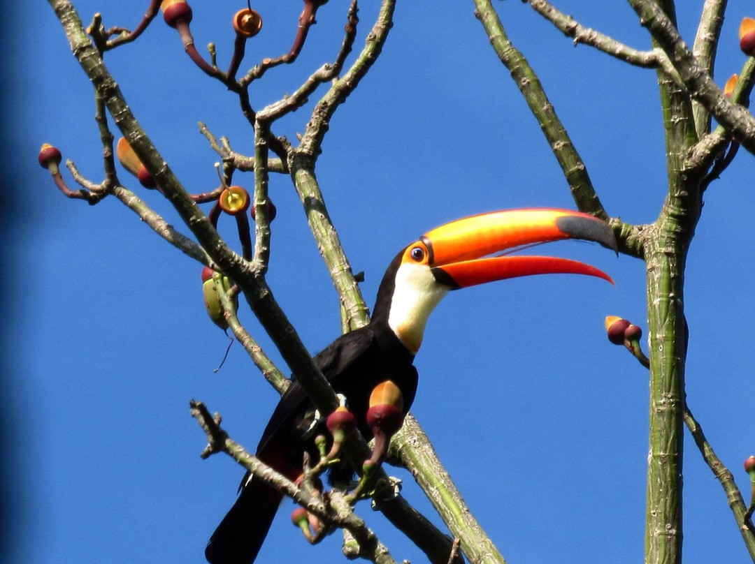 Santarém Viagens e Turismo-Santarem必去景点
