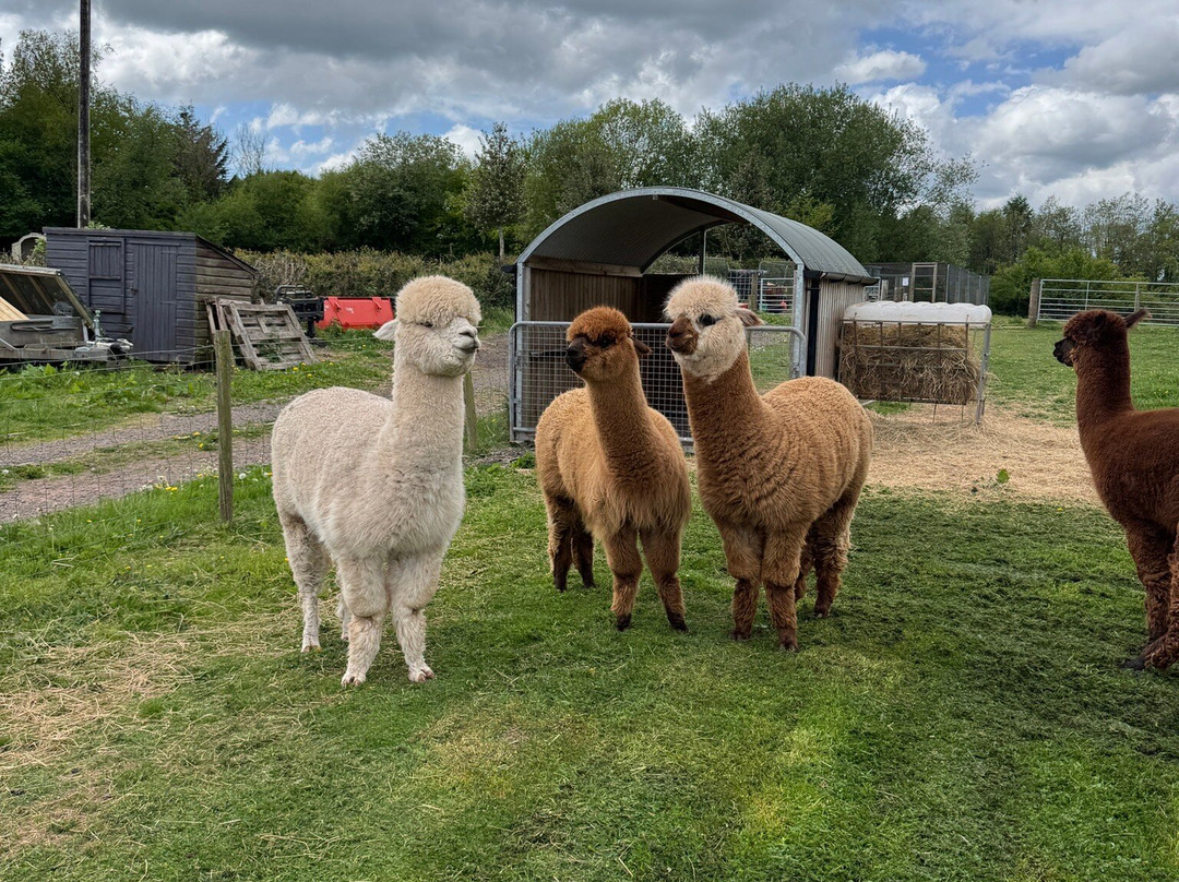 Amazing Alpacas-Earlswood必去景点