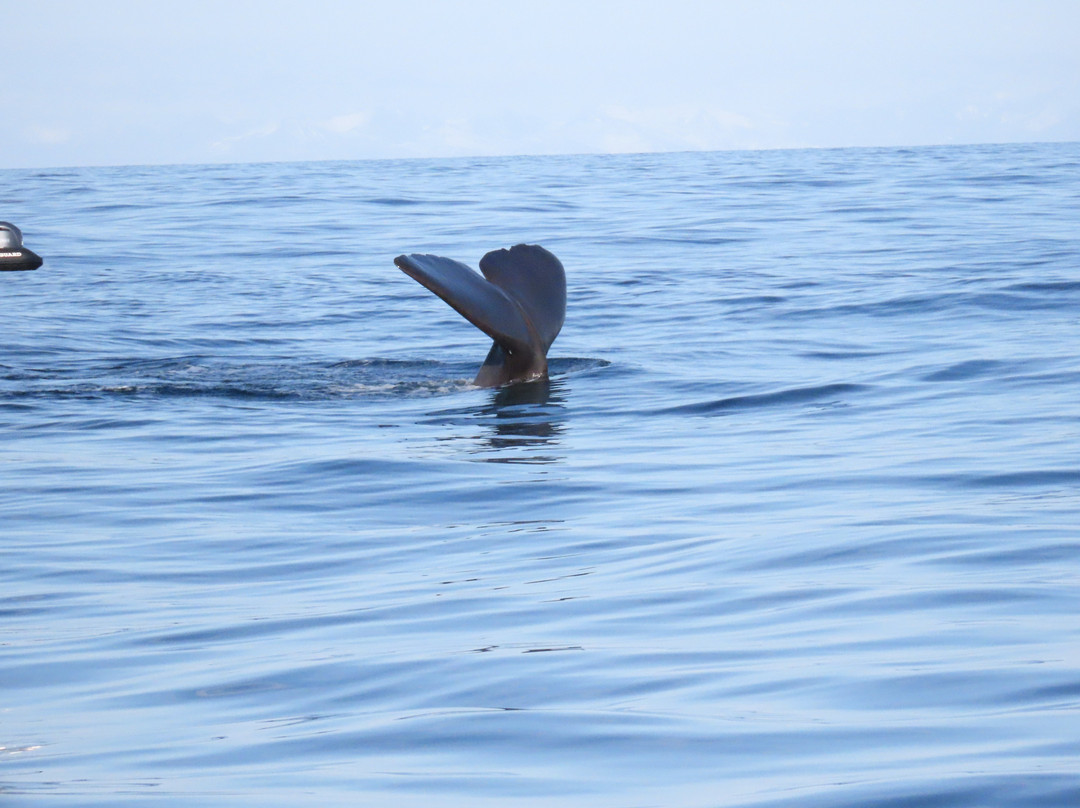 Whale2sea Whalesafari Andenes-Andenes必去景点