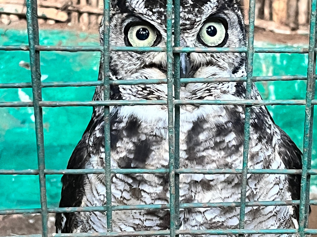 Falconry of Kenya-马林地必去景点