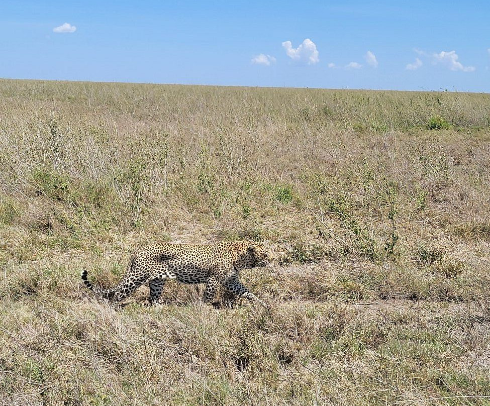 Serengeti Hippo Pool-塞伦盖蒂国家公园必去景点
