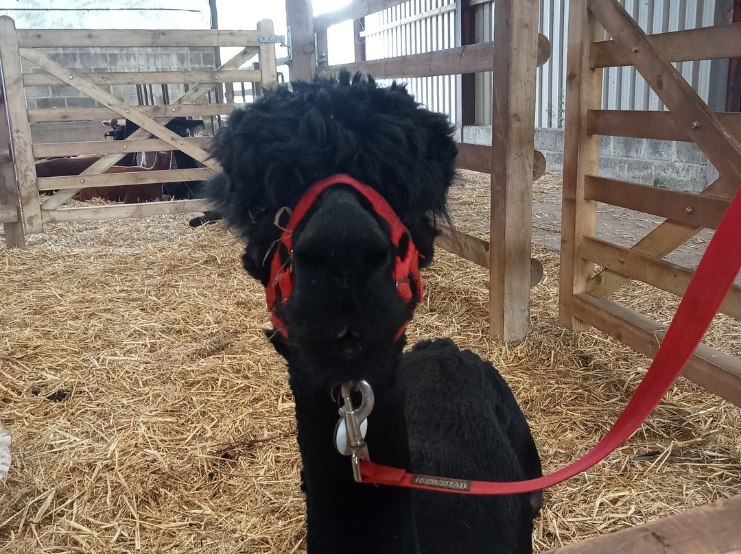 Pembrokeshire Alpaca Trekking景点图片