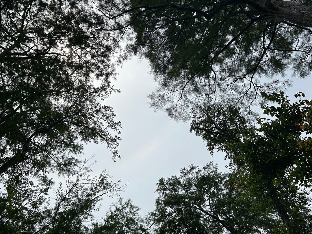 The Swamp Park景点图片