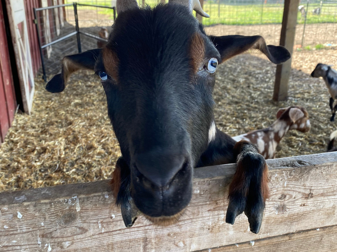 Frog Pond Farm-威尔逊维尔必去景点