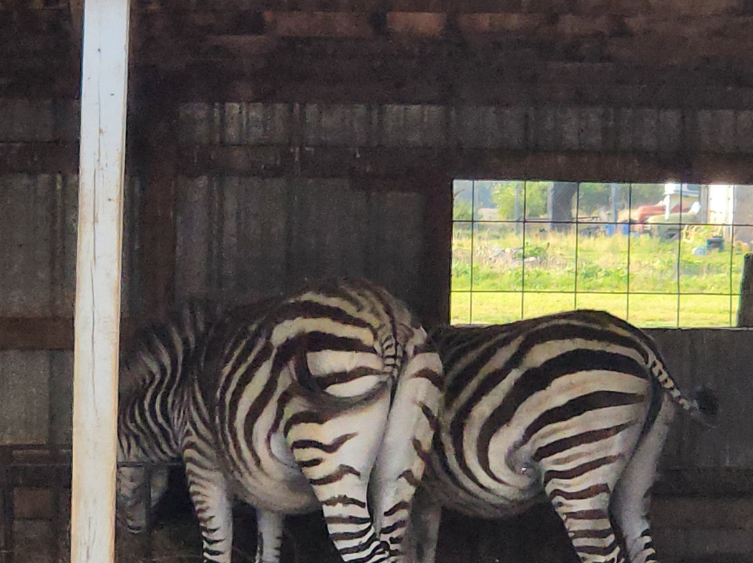 Hedrick's Exotic Animal Farm Bed and Breakfast主图