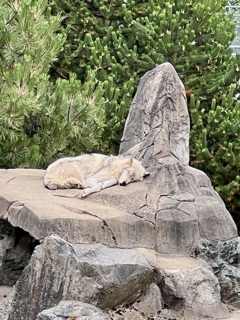 Cougar Mountain Zoo-伊瑟阔必去景点