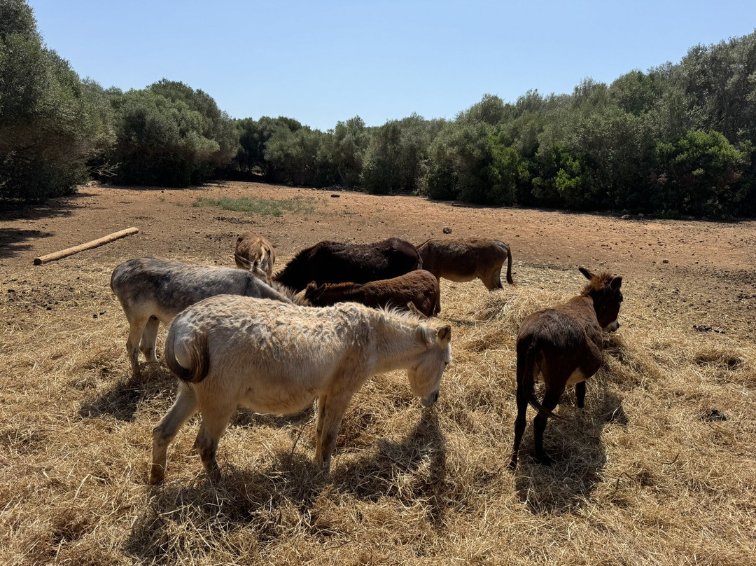 Trebaluger Equine Rescue Centre-Es Castell必去景点