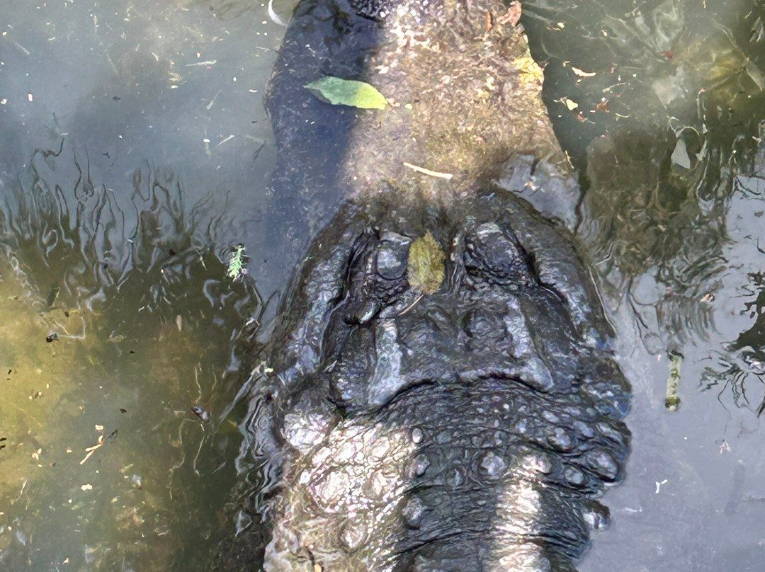 St. Augustine Alligator Farm Zoological Park-圣奥古斯丁必去景点