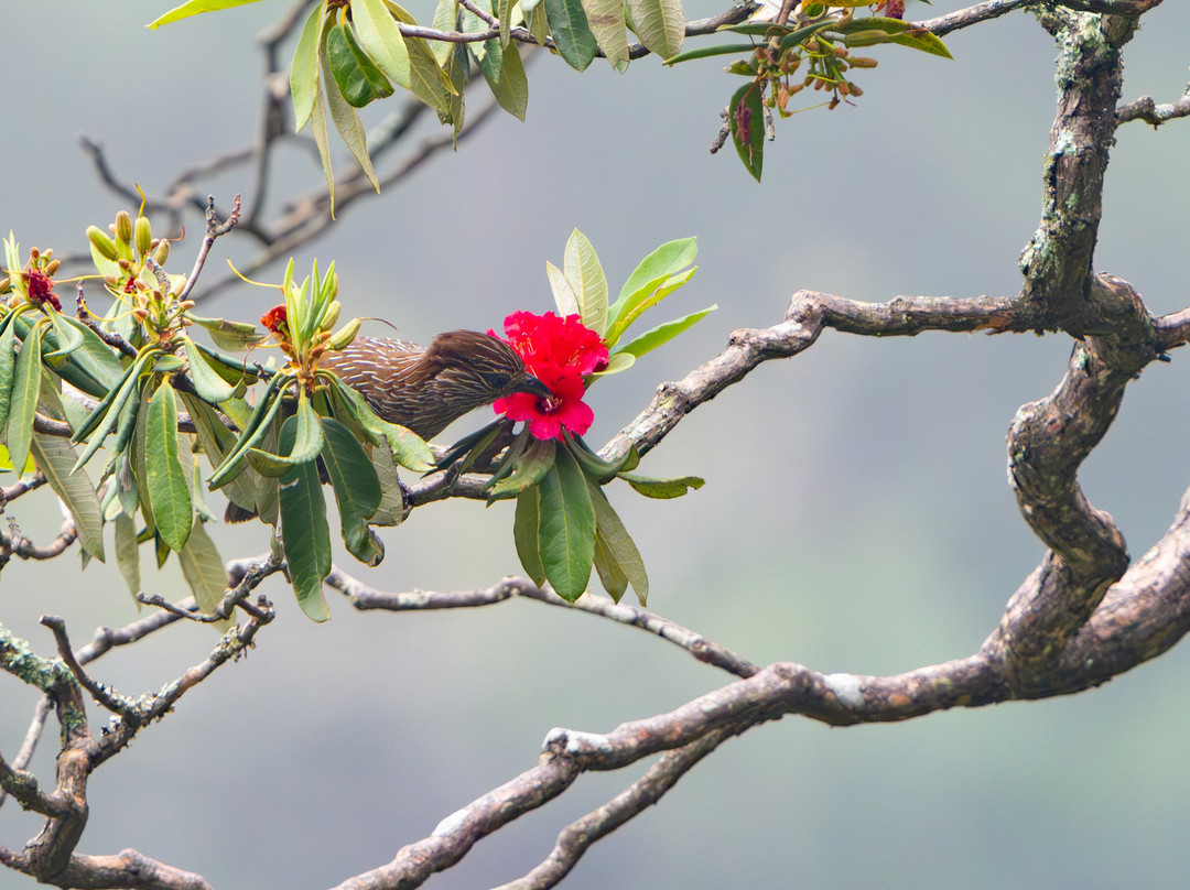 Asian Adventures-诺伊达必去景点