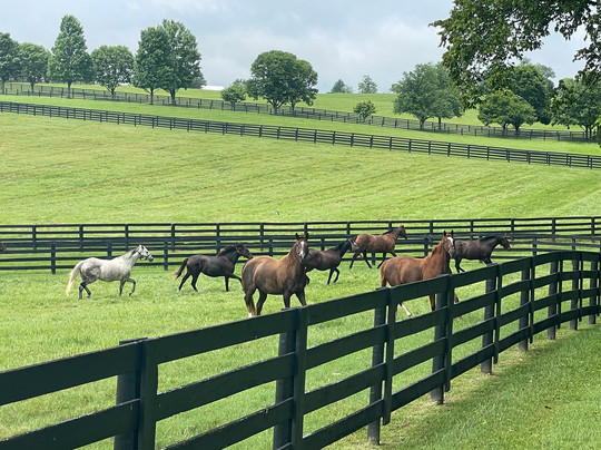 The Bourbon Express - "The Neat Tour Experience"-列克星敦必去景点