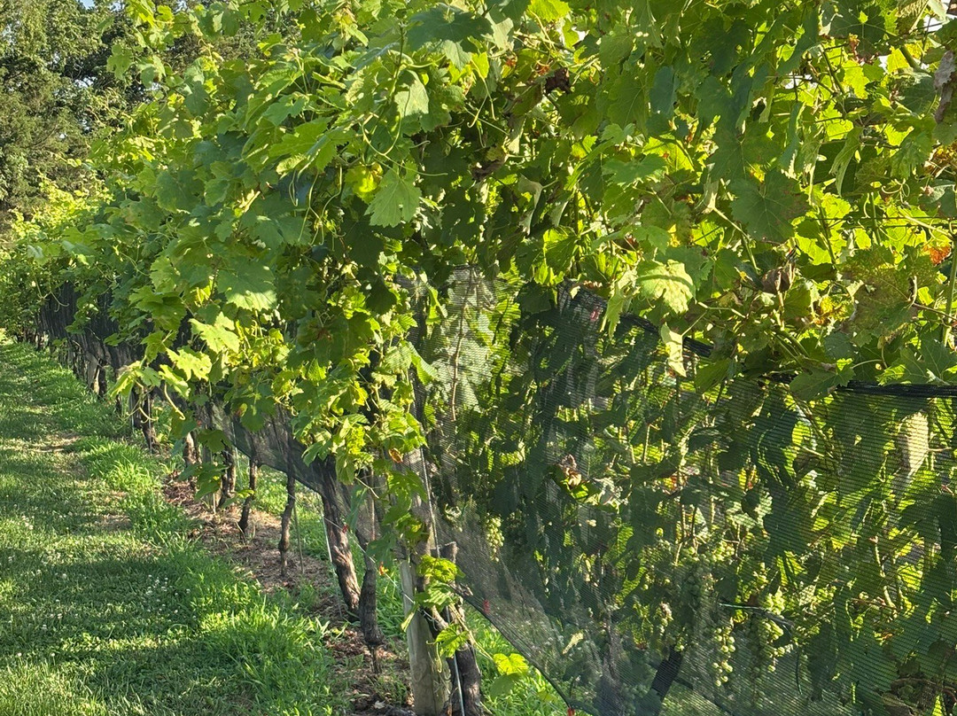 Marceline Vineyards-Mount Crawford必去景点
