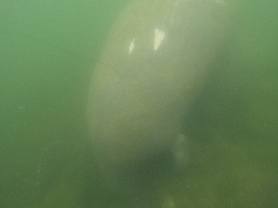 Go Local Manatee Tours-克里斯特尔里弗必去景点