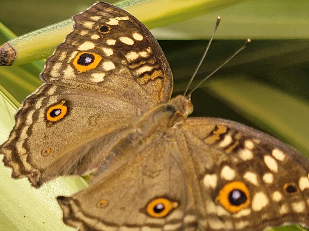 Mariposario de Nijar-Nijar必去景点