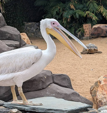 Tourpedia Travel-阿克拉必去景点