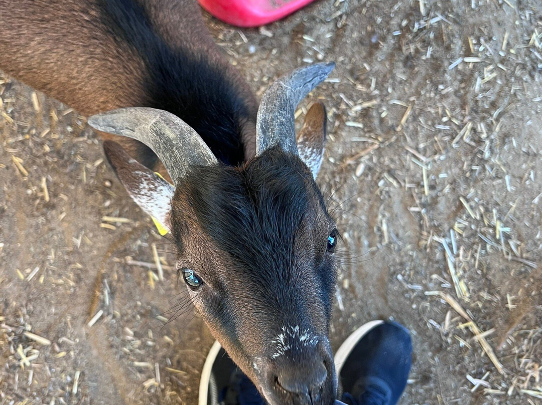 Gozo Alpaca Walks-Xewkija必去景点
