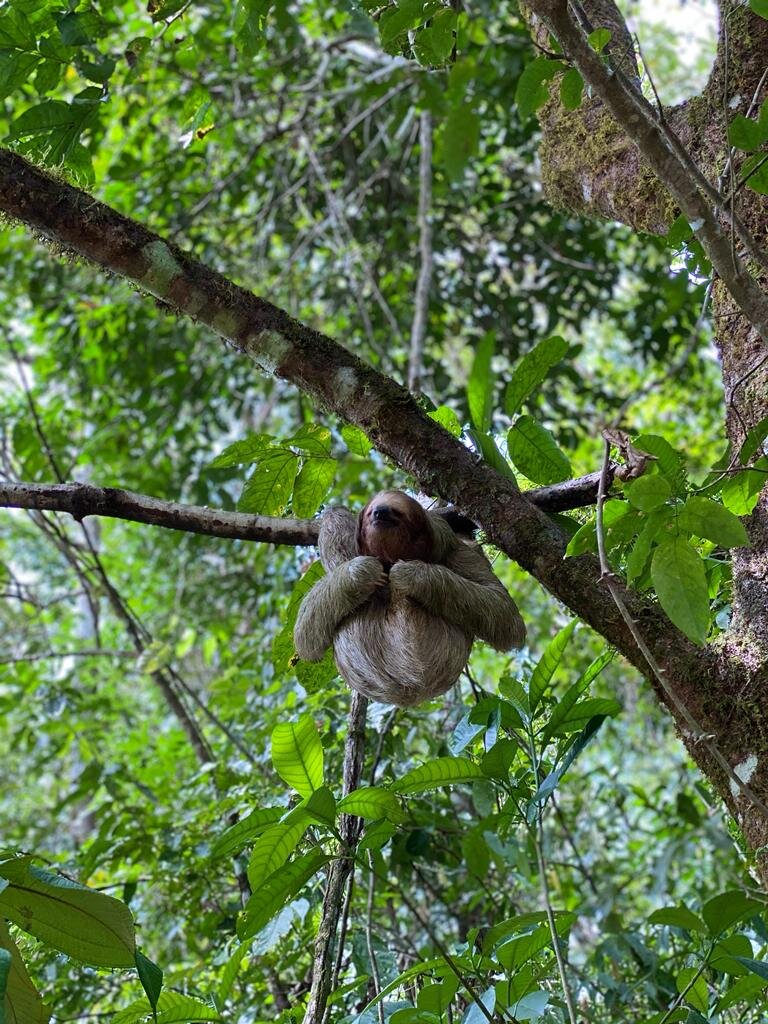 Tree Houses Hotel Costa Rica-酒店景观