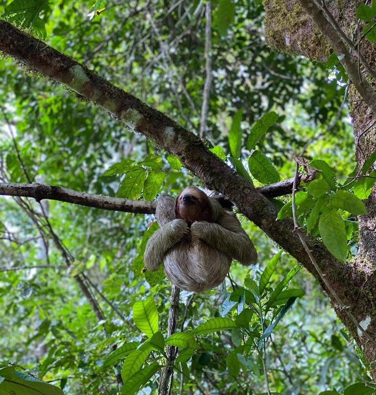 Tree Houses Hotel Costa Rica主图