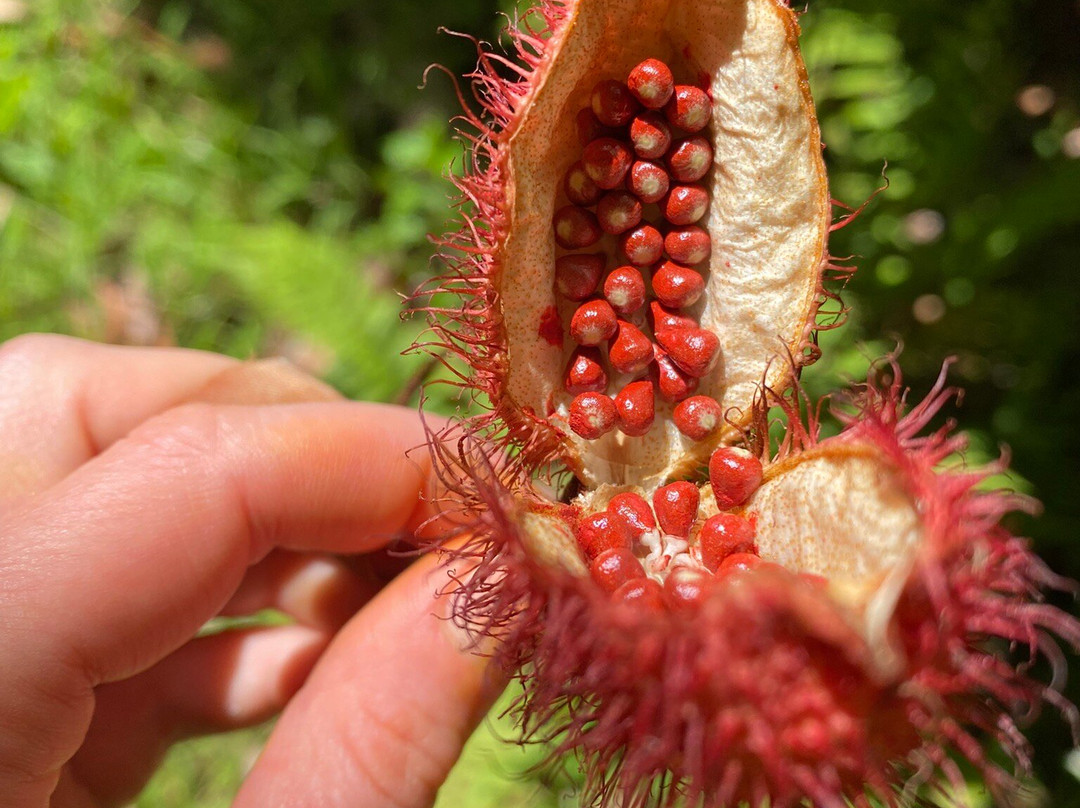 Kilauea Jungle Oasis-基拉韦厄必去景点