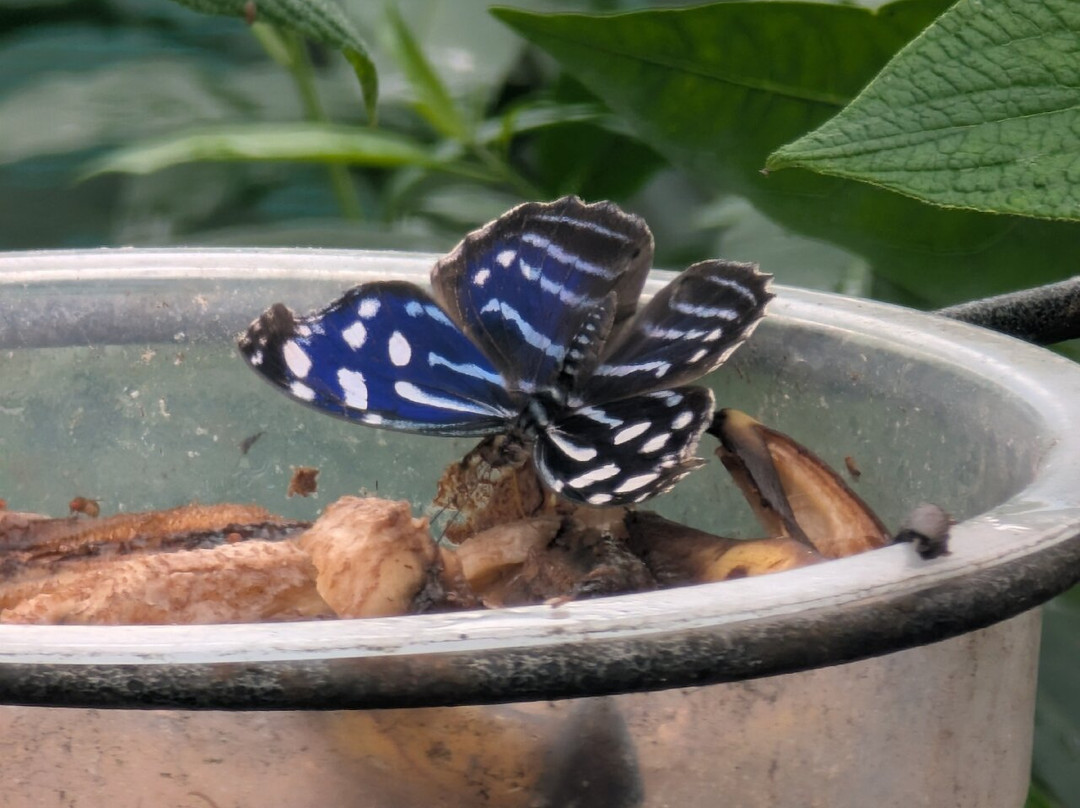 Guys Butterfly House-St Hilary必去景点