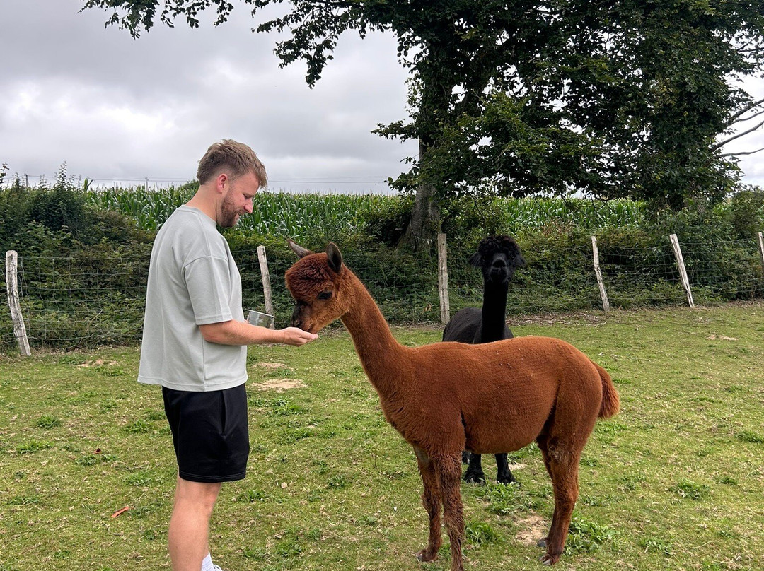 Bisou D'Alpaga-Saint-Clement-Rancoudray必去景点