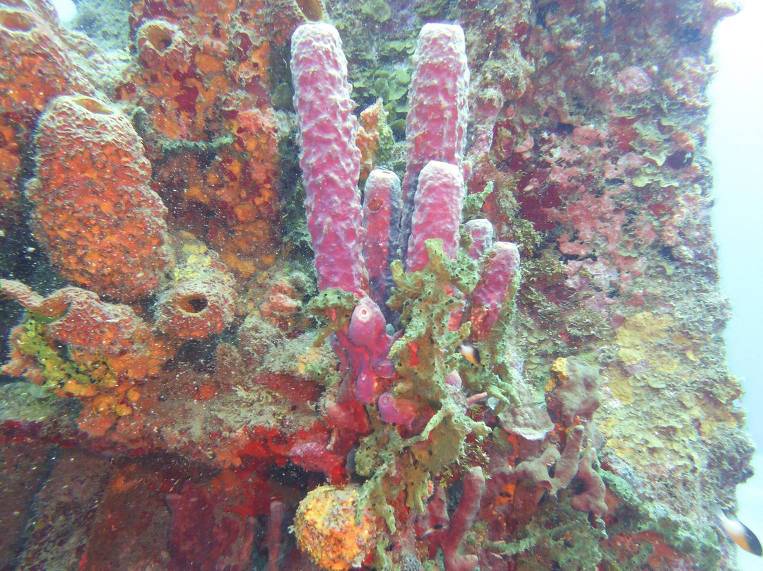 Statia Divers-Oranjestad必去景点