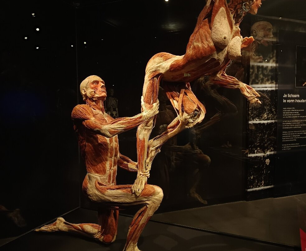 人体世界展览-阿姆斯特丹必去景点