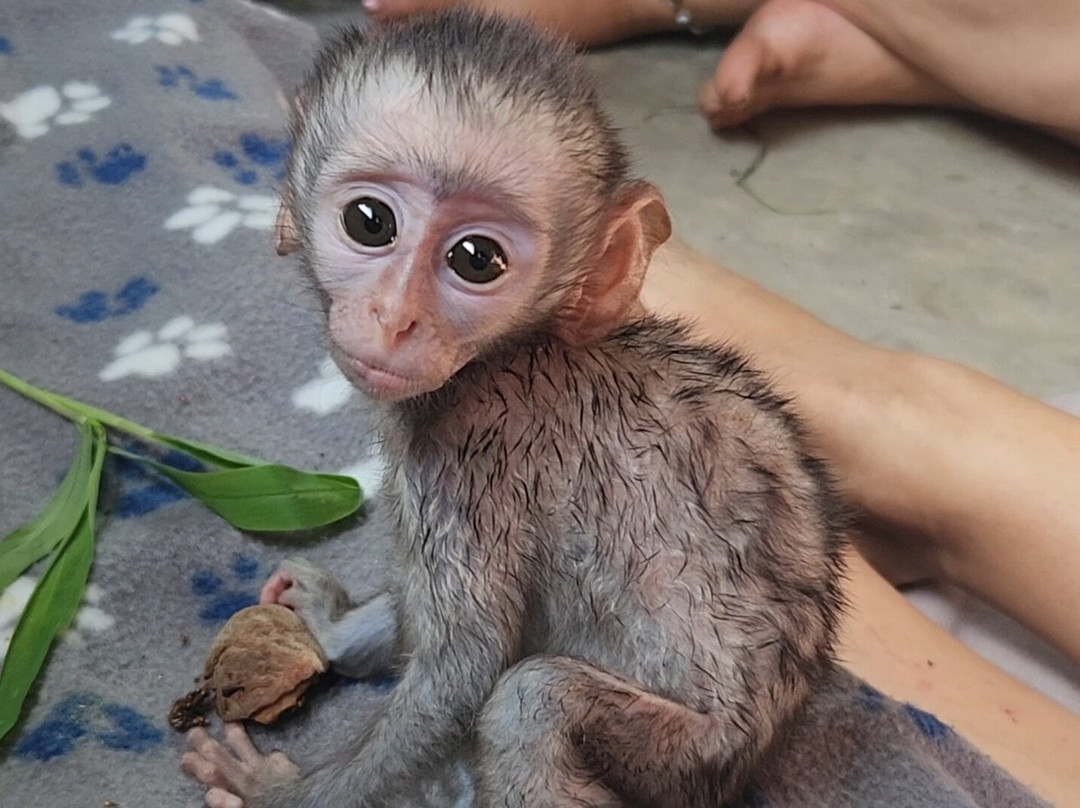 Vervet Monkey Foundation-参宁必去景点