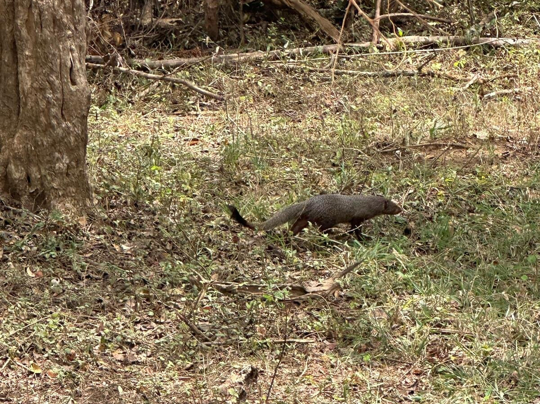 Yala Kings Safari-蒂瑟默哈拉默必去景点