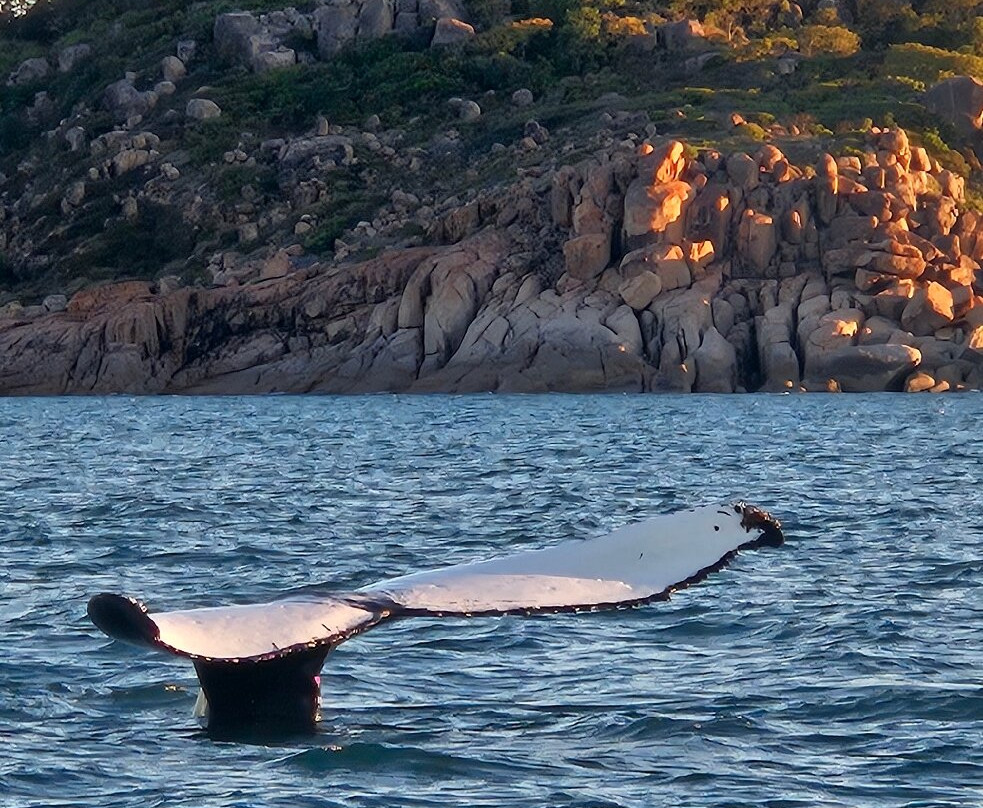 Aquascene Magnetic Island-Magnetic Island必去景点
