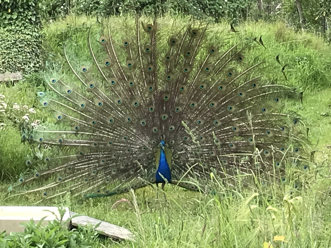 Fork Handles Tearoom