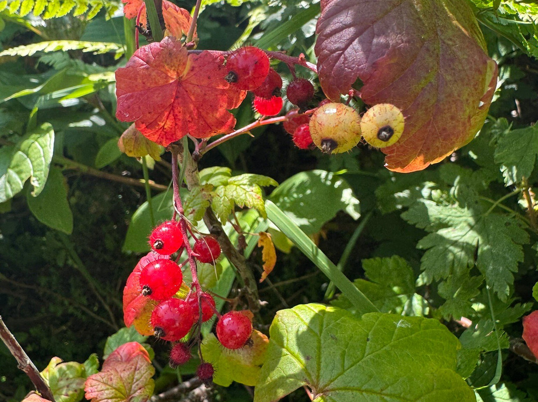 Overfall Brook Trail-Forteau必去景点