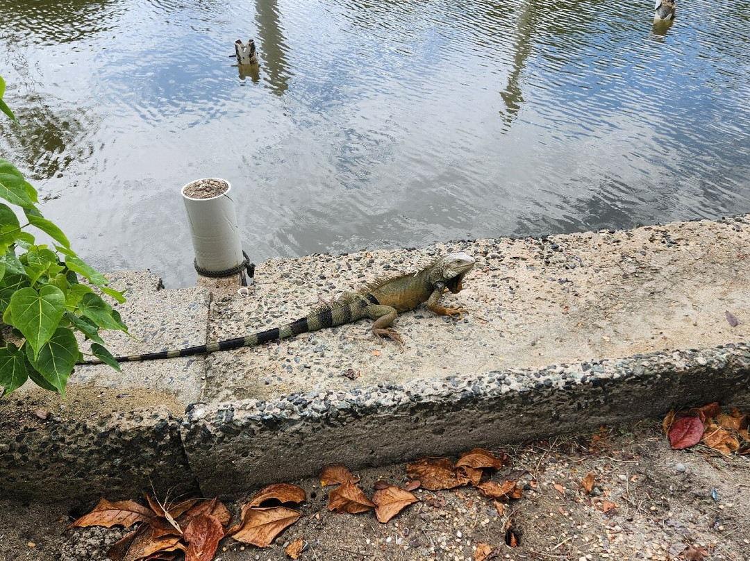 Rincon Marina-吕康必去景点