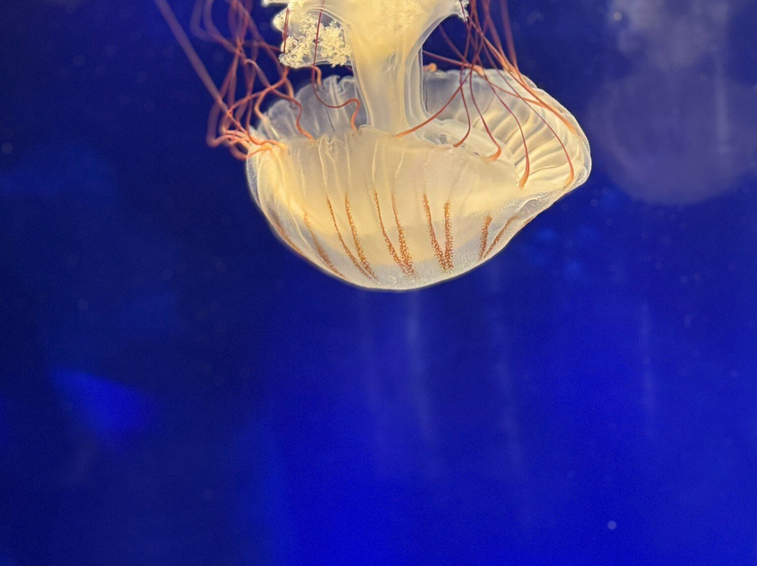 OdySea Aquarium-斯科茨代尔必去景点