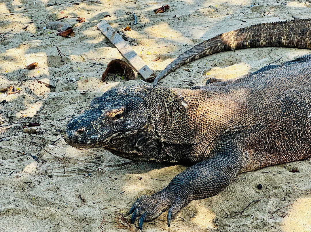Komodo local tour-科莫多必去景点
