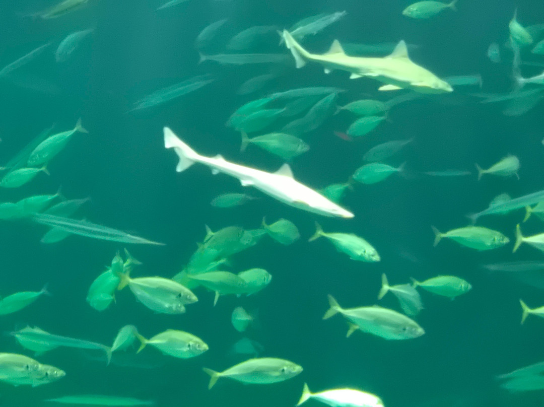 Nordsoen Oceanarium-赫茨哈斯必去景点
