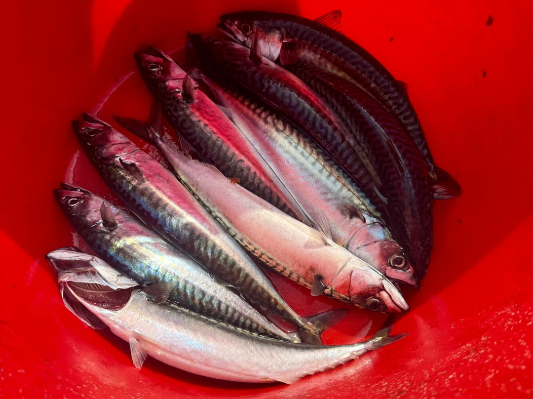 Moray Firth Fishing Charters-Burghead必去景点