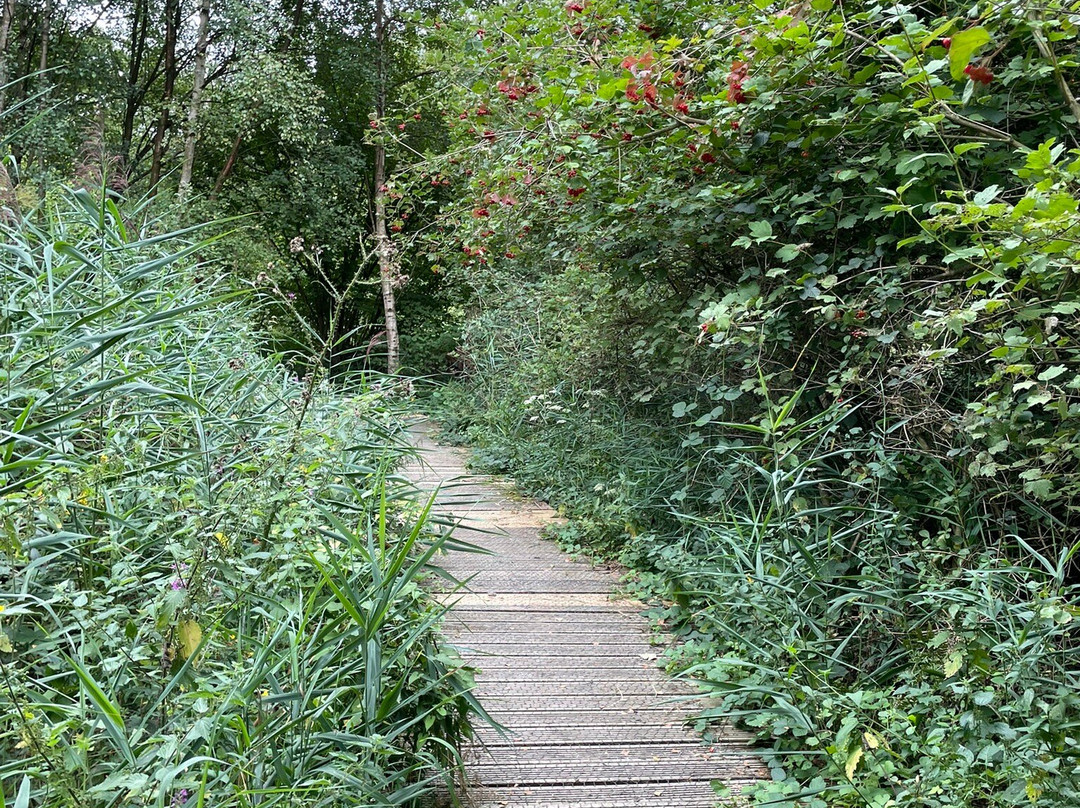 Askham Bog Nature Reserve-约克必去景点