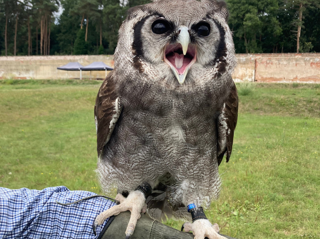 Bird of Prey Experiences - Hawkeye Falconry UK-Thoresby必去景点