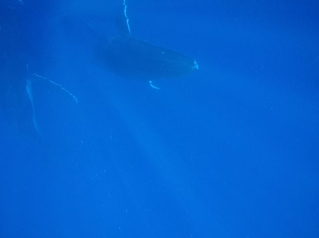 Bubbles Below-艾图塔基必去景点