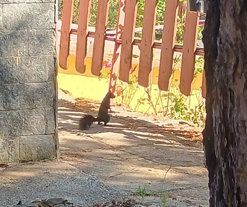 Hotel dei Pini主图