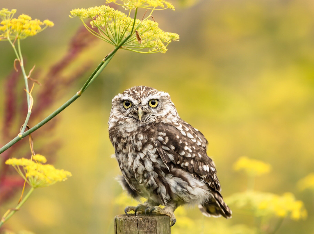 Swinton Park Birds of Prey-马沙姆必去景点