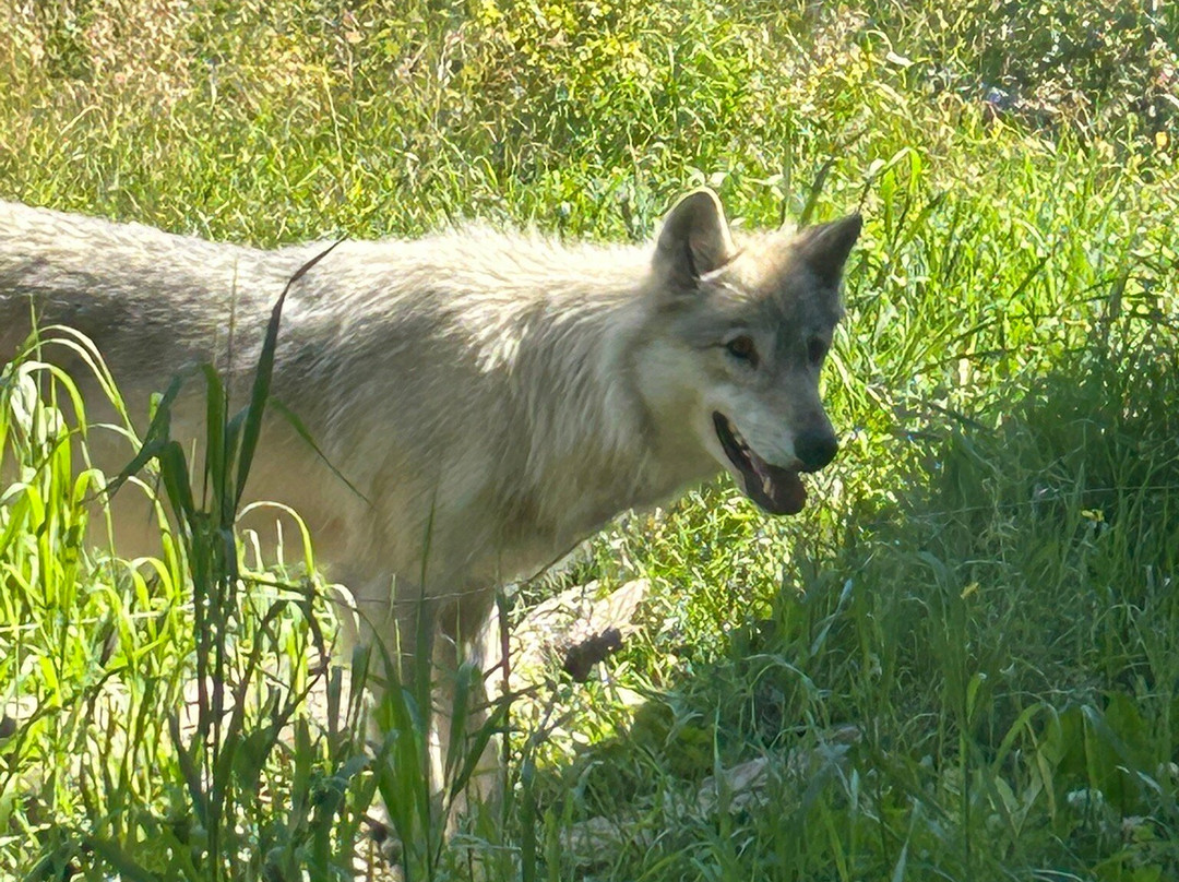 Yamnuska Wolfdog Sanctuary-科克伦必去景点