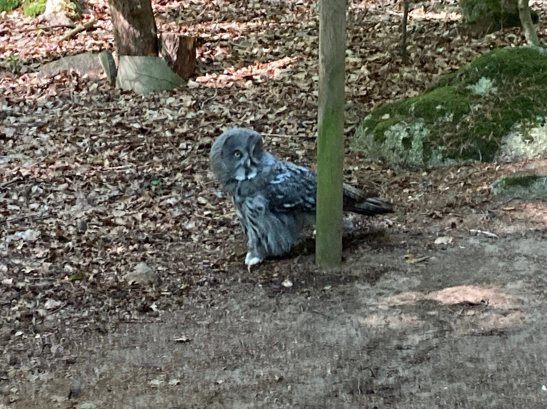 Nordens Ark-Hunnebostrand必去景点