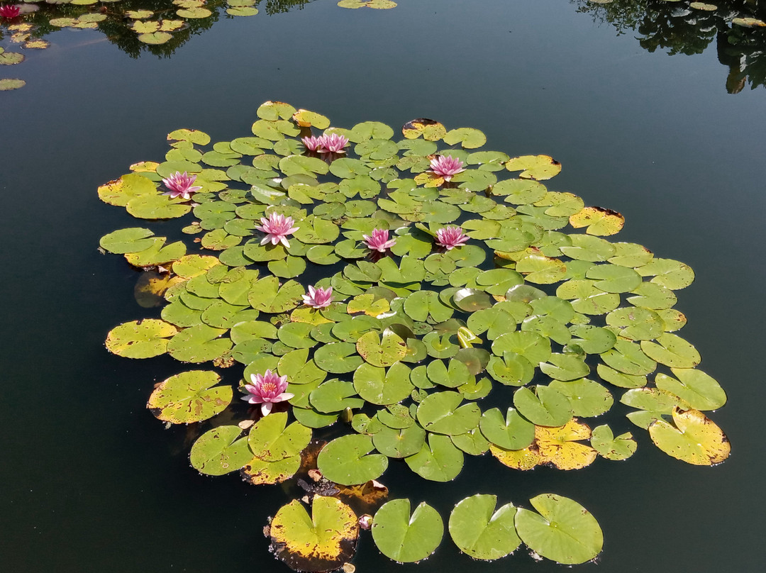 Botanical Garden-科希策必去景点