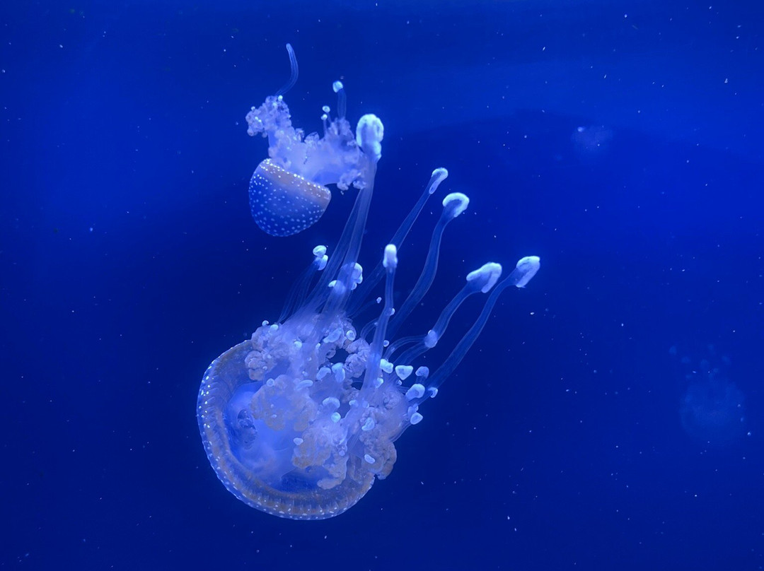 Virginia Aquarium & Marine Science Center-弗吉尼亚海滩必去景点